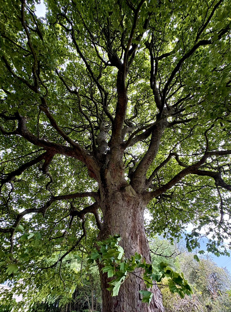 mysticmackem's tweet photo. Good morning everyone. #thicktrunktuesday #trees #nature https://t.co/YIf47eK61n