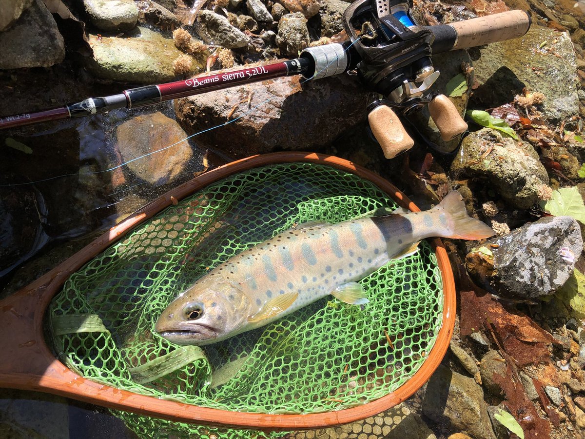 zisakukebari59's tweet photo. 道南がヤマメ解禁って事で仕事上がりにヤマメ河川へちょい釣り🎣コンディション抜群な綺麗なネイティブヤマメが出てくれました😆自然繁殖の天然のヤマメは美しい✨
#北海道 #渓流釣り #渓流ベイトフィネス #Fishma #Beams #blanacsierra52UL #ヤマメ #ヤマメ解禁 https://t.co/7TyDy6MmLR