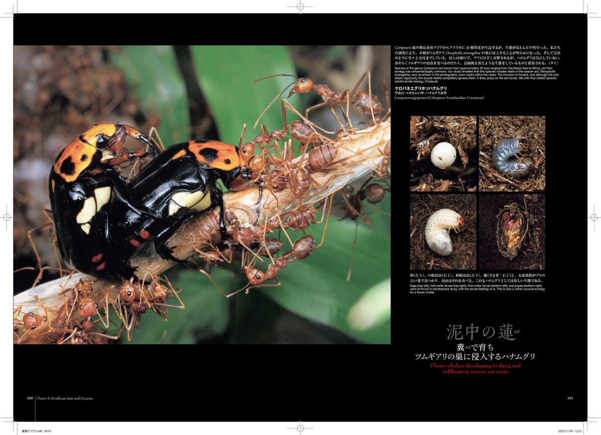 AntRoom_taku's tweet photo. 丸山さんと小松さんと長年世界を旅して、そこで発見した数々の好蟻性生物を紹介した「蟻客」が去年出版となりました！
世界で誰も見たことのない、存在すら知られていない生物がたくさん紹介されています。
ぜひ見て頂けたら嬉しいです。
https://t.co/CbbgfgxRFO
#クレイジージャーニー https://t.co/9HQuFC074c