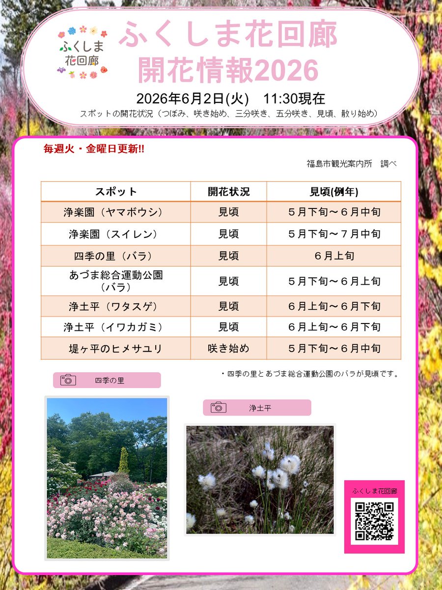 ふくしま花回廊 開花情報2026／ 6/2更新 浄土平ではイワカガミや
