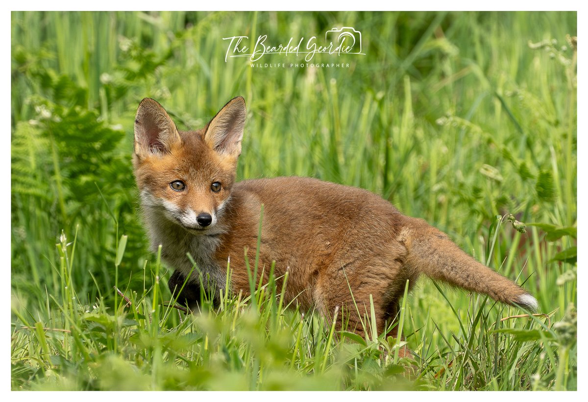 StevenFryerz9's tweet photo. A little bundle of curiosity, mischief and cuteness 🦊
@ChrisGPackham
@BBCSpringwatch
@WildlifeMag
@Britnatureguide
#foxcub
#FOX https://t.co/5GxWdi2DZi