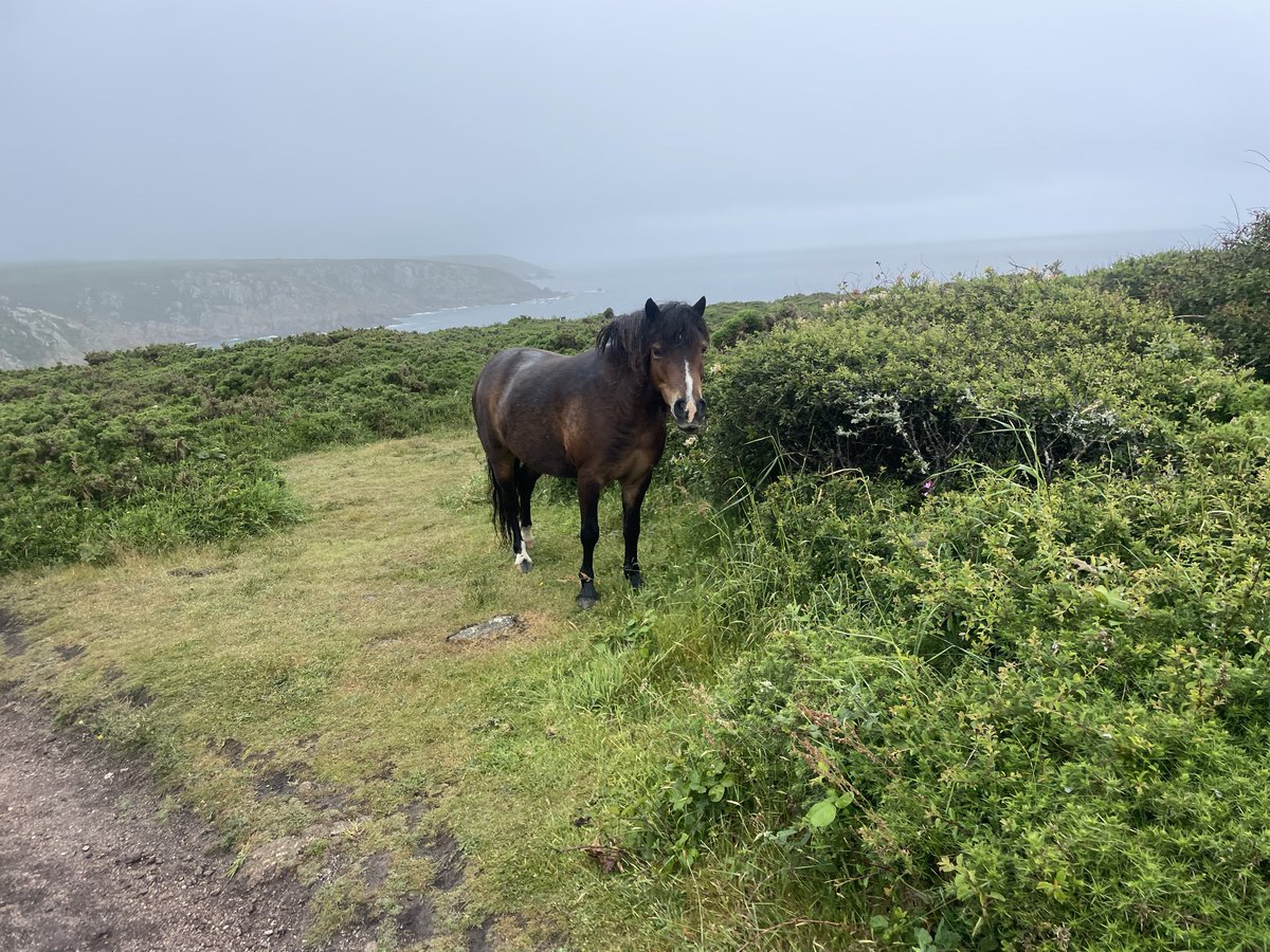PointerTuck's tweet photo. #SWCP Day25 Lamorna cove to Marazion (st Michael’s mount)
18kms 250mts climbing.
Second half of yesterday after the minac theatre was tough,very close to one big fall scrambling over rocks  in the rain https://t.co/QudhfY0Ckc