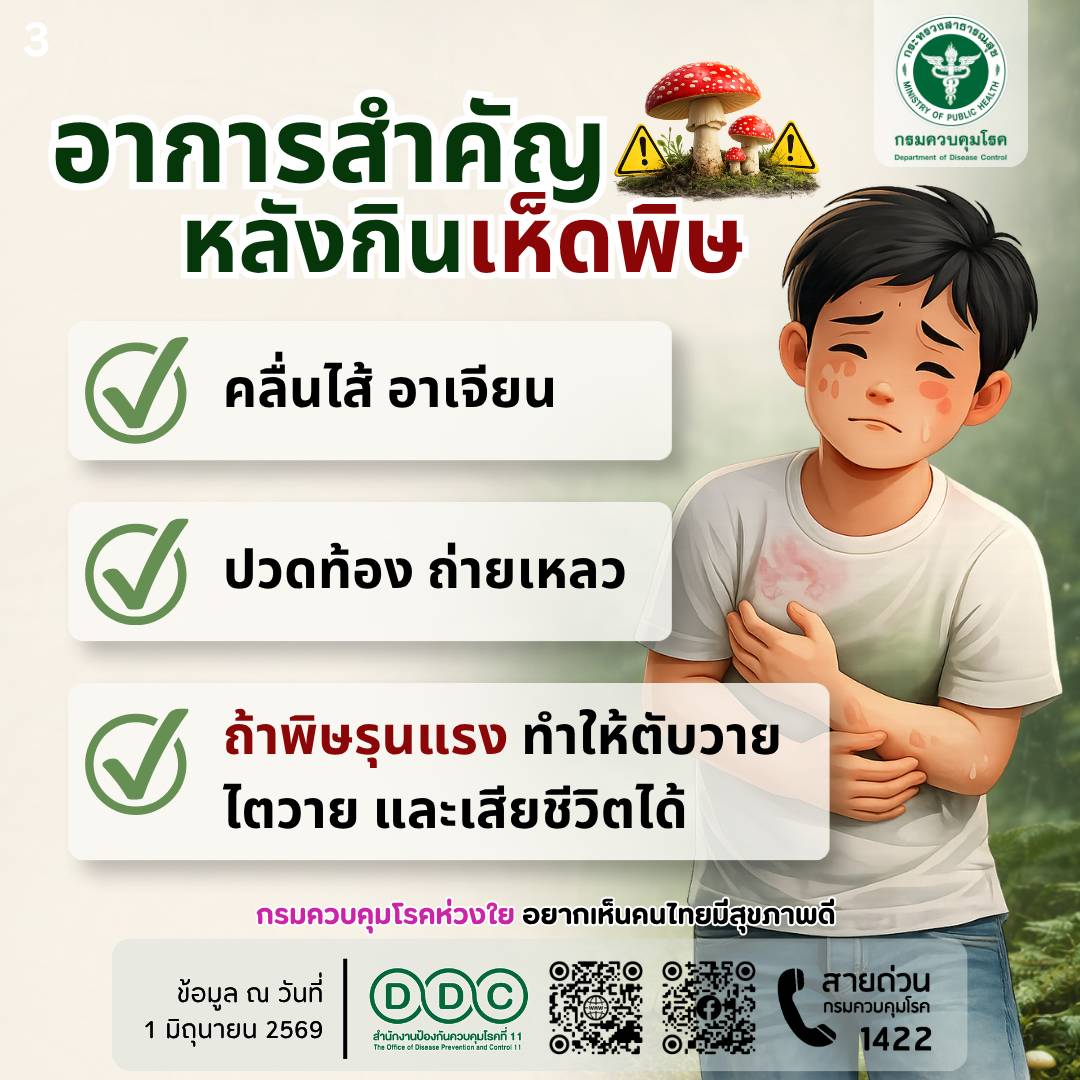 ddc_riskcom's tweet photo. เตือนภัยสายเก็บเห็ด! 🍄 หน้าฝนเห็ดชุกชุม แต่พิษร้ายก็เยอะ "ไม่รู้ ไม่แน่ใจ ไม่เก็บ ไม่ซื้อ ไม่กิน" แยกไม่ออกห้ามทานเด็ดขาด หากมีอาการผิดปกติรีบพบแพทย์ทันที! (มีต่อ)  #เตือนภัยเห็ดพิษ

#สายด่วนกรมควบคุมโรค1422
#กรมควบคุมโรคห่วงใยอยากเห็นคนไทยมีสุขภาพดี💖 https://t.co/egzVtTo0u3