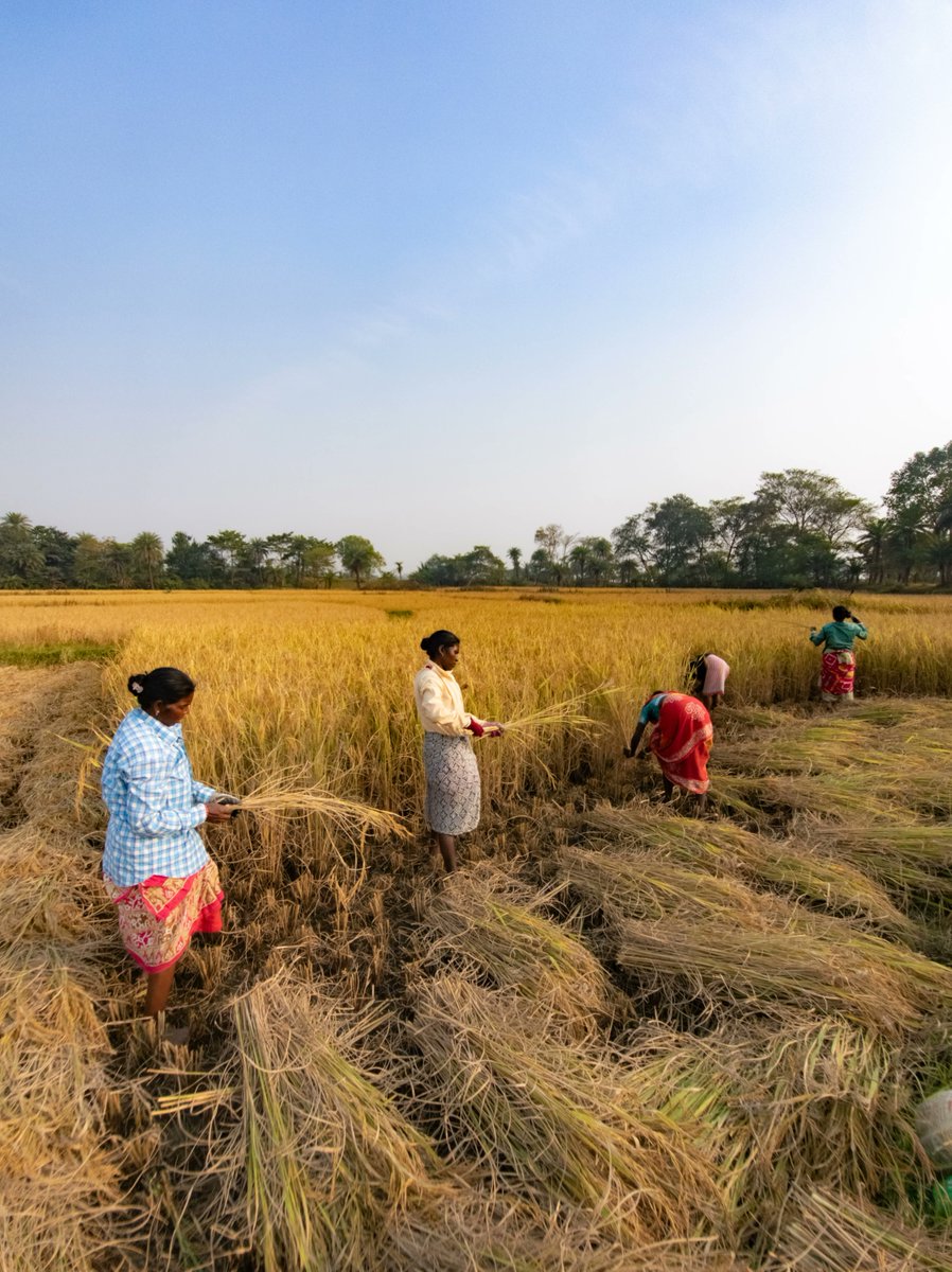 TarjaHalonen's tweet photo. Investing in women farmers is a concrete way to reduce hunger. Women's work is vital for household food security and across agrifood systems. They need much stronger legal rights to land and access to capital, technology and education. The UNCCD is working to uplift them. https://t.co/tKoDG6aPfE