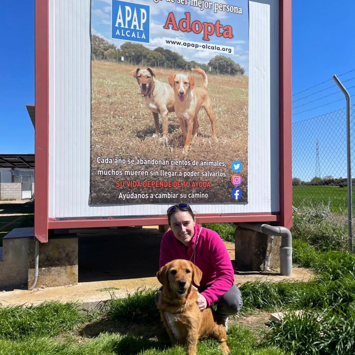 APAPAlcala's tweet photo. STEVE ADOPTADO!
En la #Protectora buscaba todo el rato mimos, y por fin los ha encontrado para siempre.
Gracias #familia por tanto amor 💞

#Adopta #Acoge #AyudarNosHaceBien 
apap@apap-alcala.org https://t.co/LiuHxN2Azn