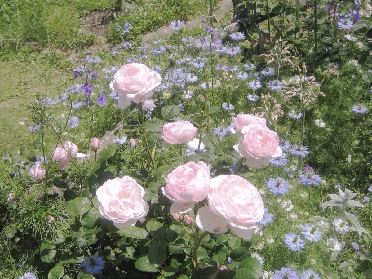 __quietescape's tweet photo. 花曜日 https://t.co/Tk7mRhOKhU