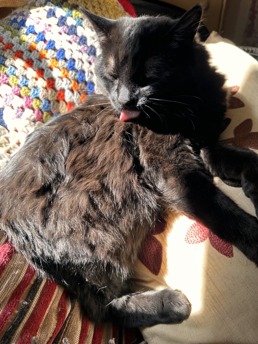 ButchSundanceUK's tweet photo. Happy #TongueOutTuesday fur pals! What have mew been up to? #ButchAndSundance #Hedgewatch #BlackCats #KittensOfX Wishing mew all a pawesome day! Much love from your 2 fav #Panfur #Brofurs https://t.co/AchOixmAY2
