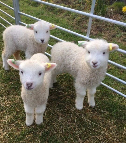 sheep tweet media