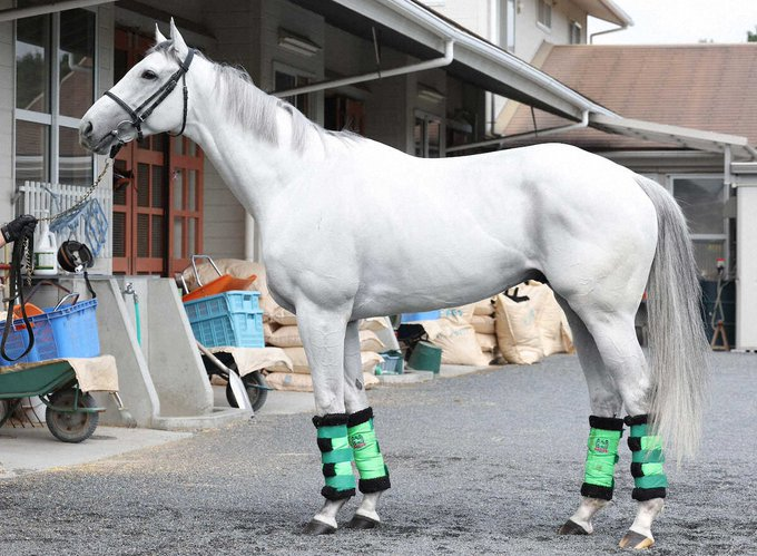 onikeibasidsyou's tweet photo. ガイアフォース

←４歳安田記念　・　７歳安田記念→
馬体重は１０キロほど増えているんやけど
それ以上に３年で胴が分厚くなってマイラー体型やな

馬体の筋肉的に
老いはそこまで感じないけど、
ガイアフォース、、、
お前、髪が、、、、
😭
😭
😭
😭
😭 https://t.co/qFzFkvNYXd