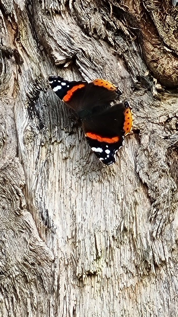 Superproprep's tweet photo. @DailyPicTheme2 #Butterfly on a tree trunk from last July. https://t.co/OVLEfDYbh0