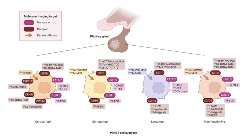sociedadSEEN's tweet photo. Molecular imaging in pituitary neuroendocrine tumors: a narrative review of advances, challenges, and future perspectives
* La imagen molecular ha surgido como un complemento prometedor para la evaluación de los #TNE hipofisarios, ya que la RM, a pesar de ser la principal modalidad de imagen, sigue siendo inconclusa en una proporción sustancial de pacientes.
https://t.co/faXN8fPSF5
@NeuroendocrinoS