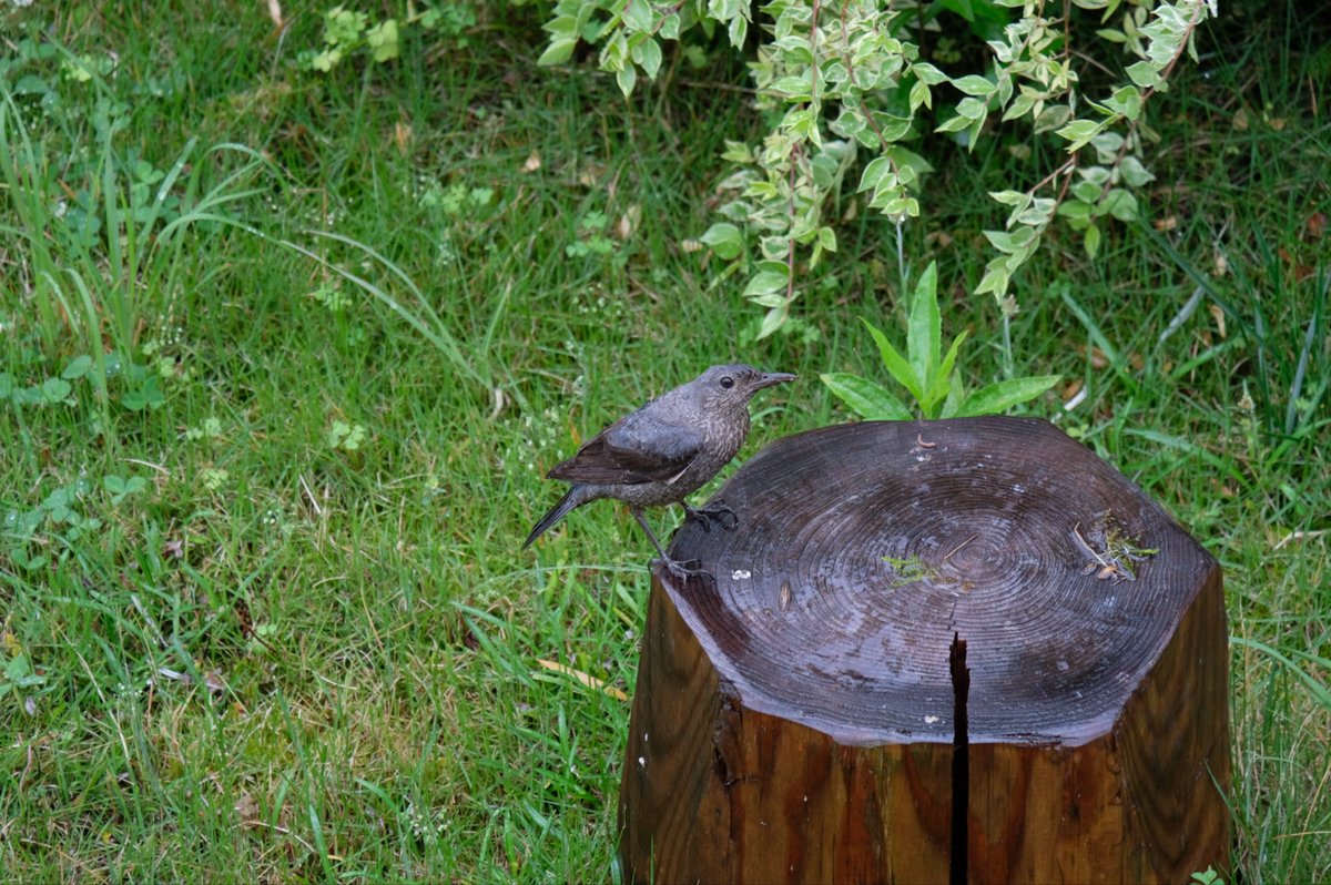 TSUBOSUGI1975's tweet photo. 我が家は田舎なので庭によく野鳥が遊びにきてくれます😊
鳥に詳しくないのでよく分からないのですがイソヒヨドリかな？ https://t.co/cRiZTzPQPs