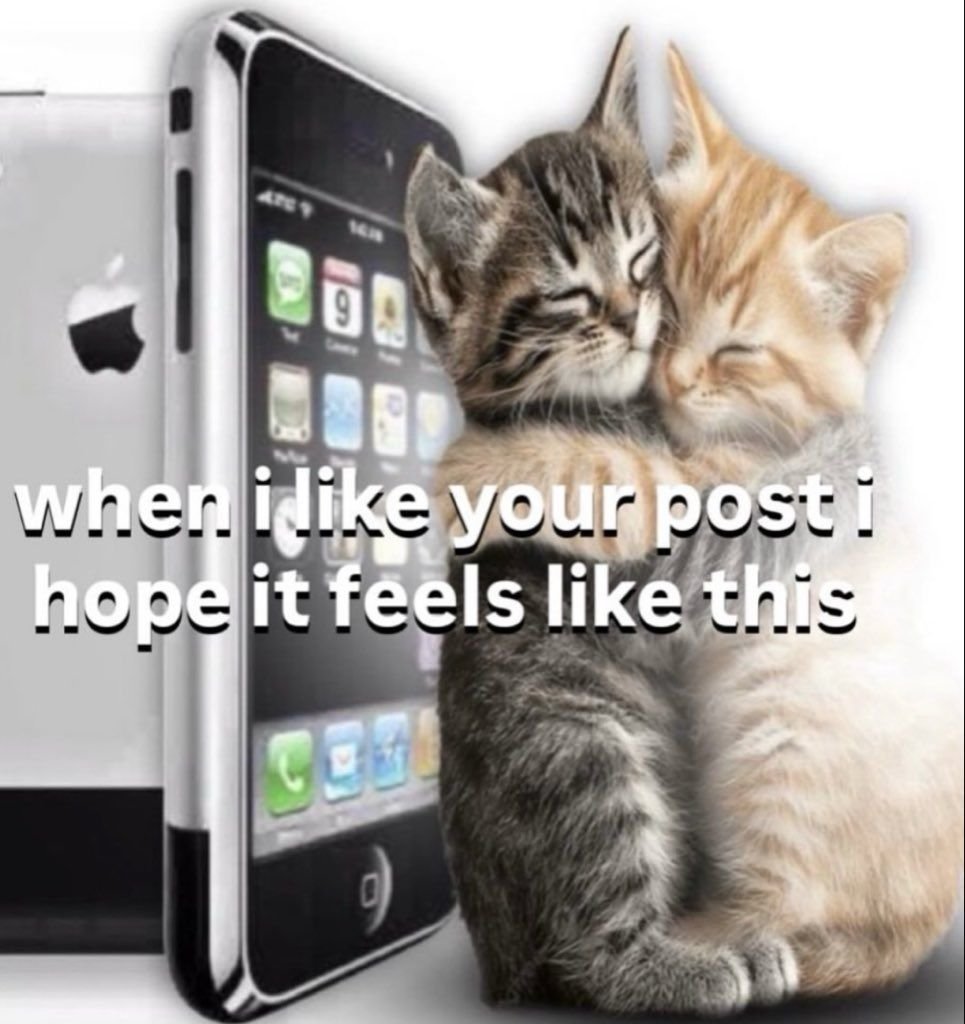 Federal Cat tweet media