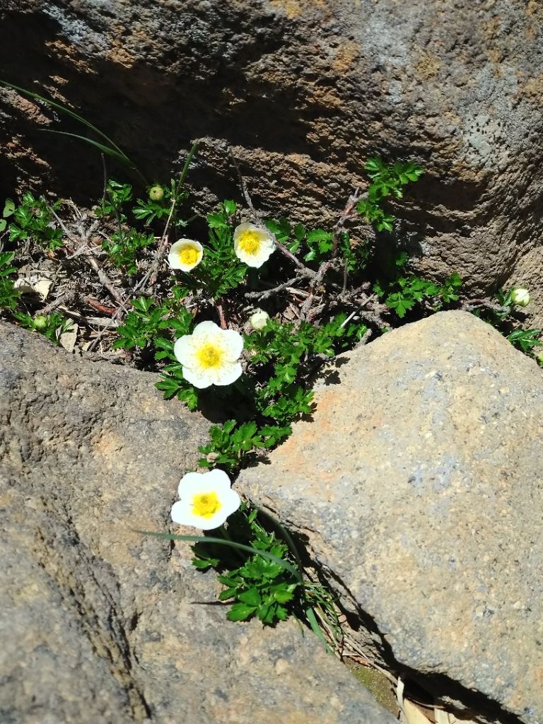 FromKibitan's tweet photo. きれいなお花をみつけたよ！
#福島県 #Fukushima #Japan #キビタン #福島県公式キャラクター #サラサドウダン #チングルマ #花 https://t.co/lX23GVVceJ