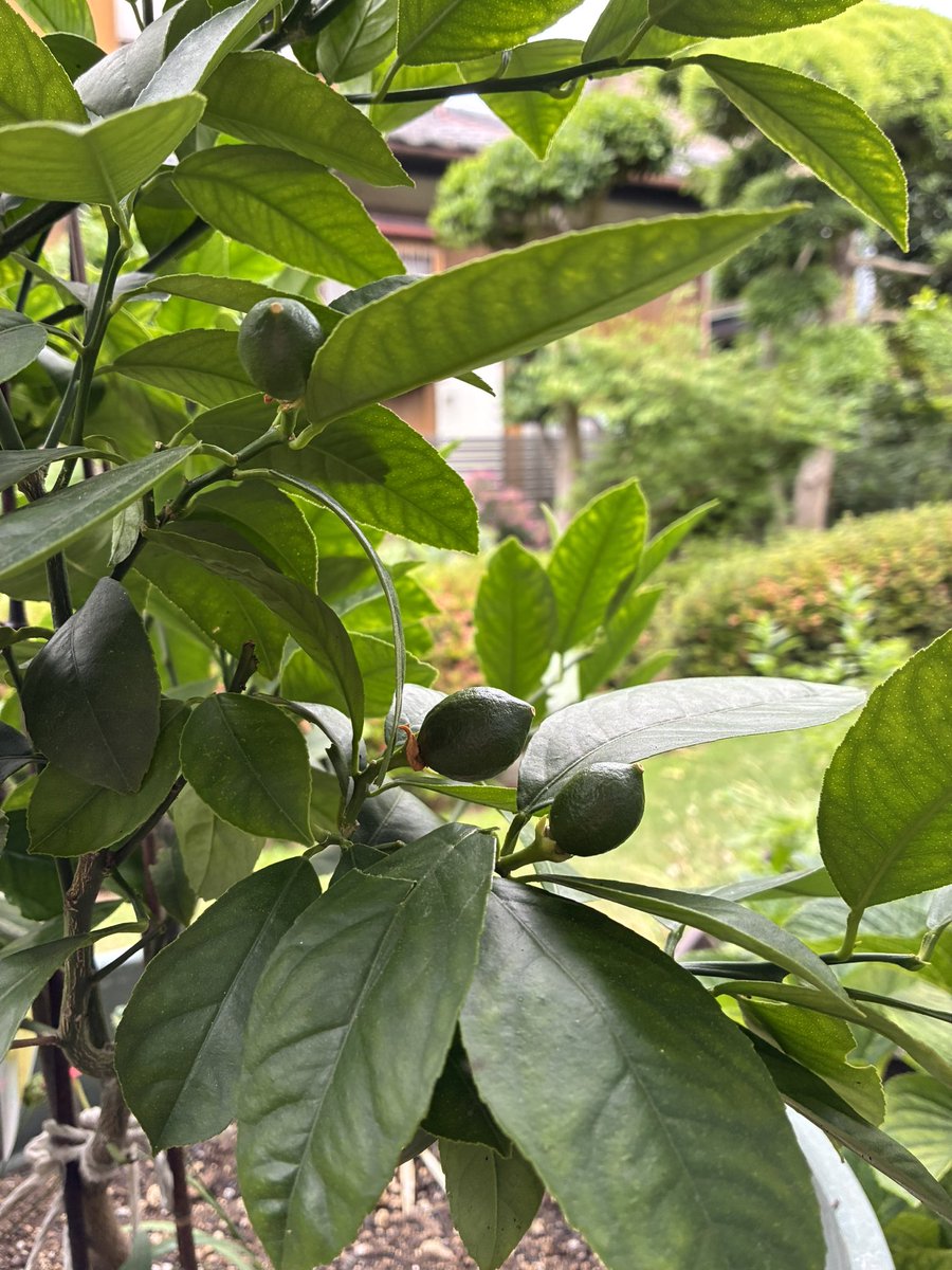 mochan5709's tweet photo. 今年のレモン🍋
身が10個くらいついててスクスク
成長中〜
明日の台風でダメージがないといいけどな。
去年は１個しか獲れなかったから
冬からインスタで教えてもらいながら
手入れしてなんとか身がついた〜 https://t.co/4HF8334AhD