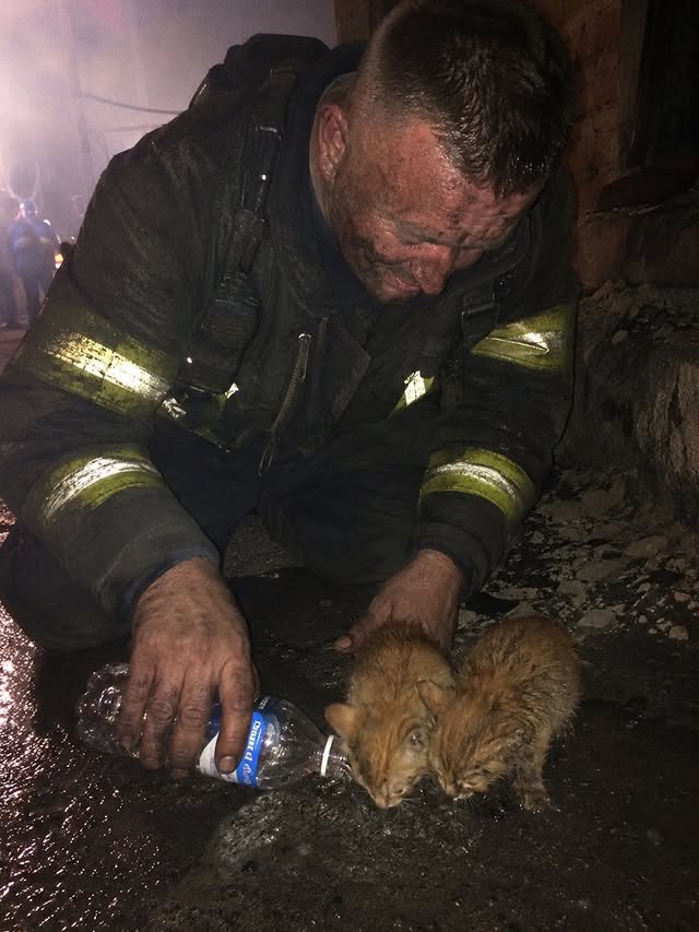 Thepetsonly's tweet photo. FIREFIGHTER ADOPTS TWO KITTENS HE RESCUED FROM RUBBLE https://t.co/ZObS2Dk8I0