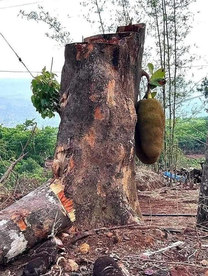 rajesh_javir's tweet photo. विश्वासघात हा माणसाच्या स्वार्थातून जन्म घेतो,पण निसर्ग मात्र ऋतू, वारा, पाऊस आणि सूर्याच्या रूपाने आपले कर्तव्य अखंड पार पाडत राहतो.
म्हणूनच माणसांपेक्षा निसर्गावर ठेवलेला विश्वास अनेकदा अधिक निखळ आणि चिरंतन ठरतो. 🌿
#निसर्ग https://t.co/3Scln1MFMA