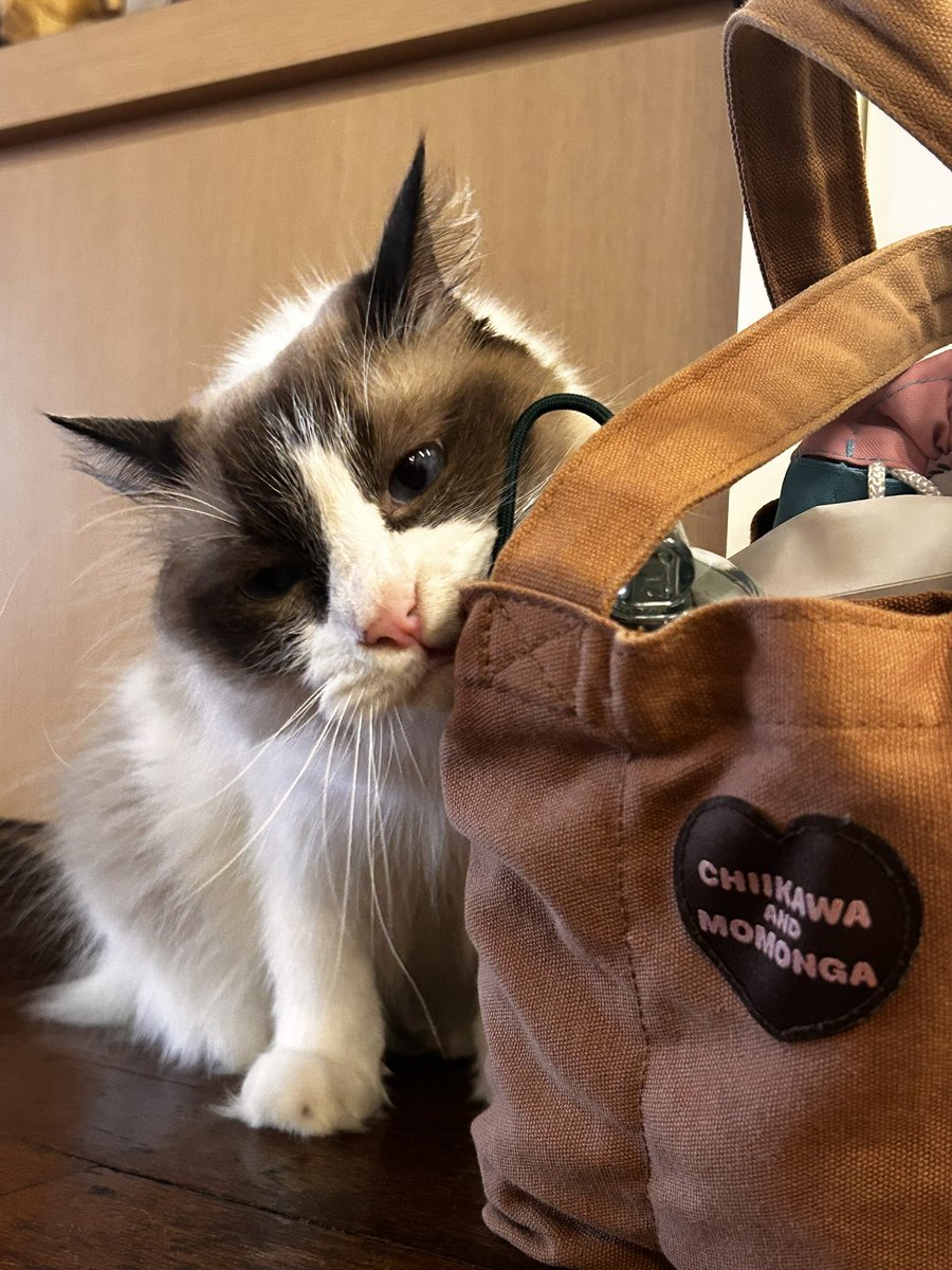 OnoMomonga's tweet photo. くぅー可愛すぎるぜぇ、、
猫に囲まれる生活したい(=^x^=) https://t.co/G6SlvXsWXa