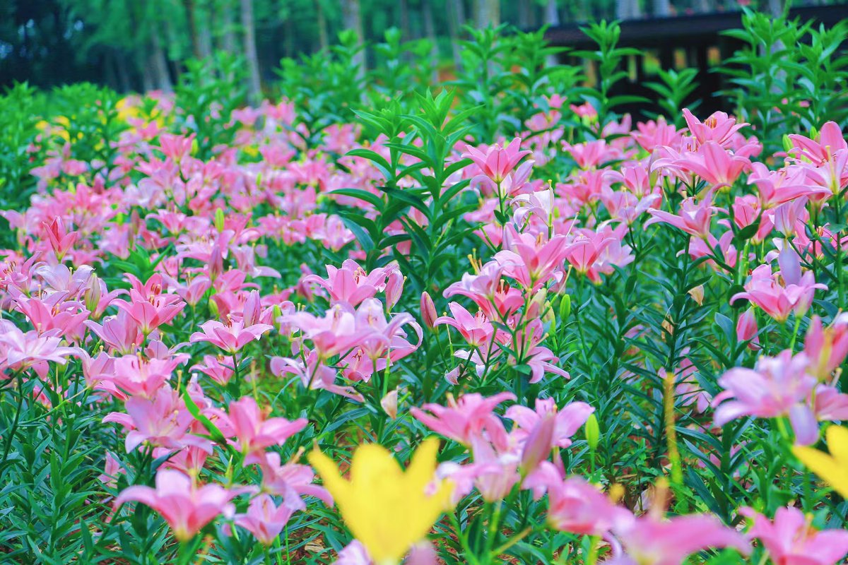 Nanchang_China's tweet photo. Early summer brings lovely scenery. Lilies are in full bloom at Fenghuang Valley in Nanchang, dotting the woods with blossoms and filling the flower sea with sweet fragrance, attracting swarms of tourists to visit and take photos. #NanchangInLens
初夏风光正好，南昌凤凰沟景区百合盛放，繁花缀满林间，花香萦绕花海，引得游人纷至沓来打卡赏景。#南昌镜头