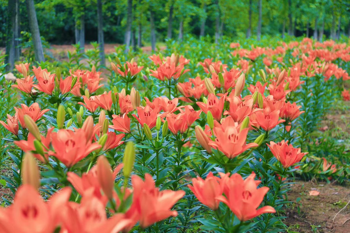 Nanchang_China's tweet photo. Early summer brings lovely scenery. Lilies are in full bloom at Fenghuang Valley in Nanchang, dotting the woods with blossoms and filling the flower sea with sweet fragrance, attracting swarms of tourists to visit and take photos. #NanchangInLens
初夏风光正好，南昌凤凰沟景区百合盛放，繁花缀满林间，花香萦绕花海，引得游人纷至沓来打卡赏景。#南昌镜头