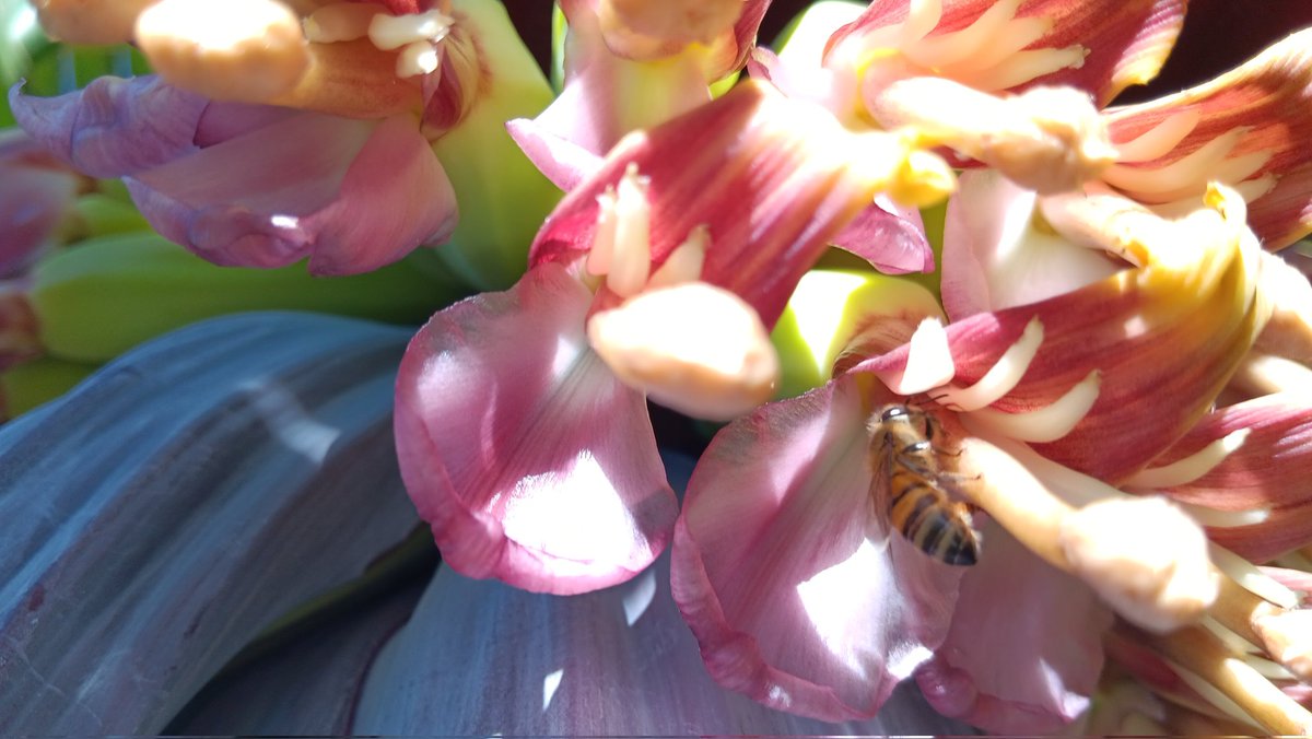 ckiprono_'s tweet photo. Farm life 🐝 
Tuesday ✨️ https://t.co/xh9AXjQzdK