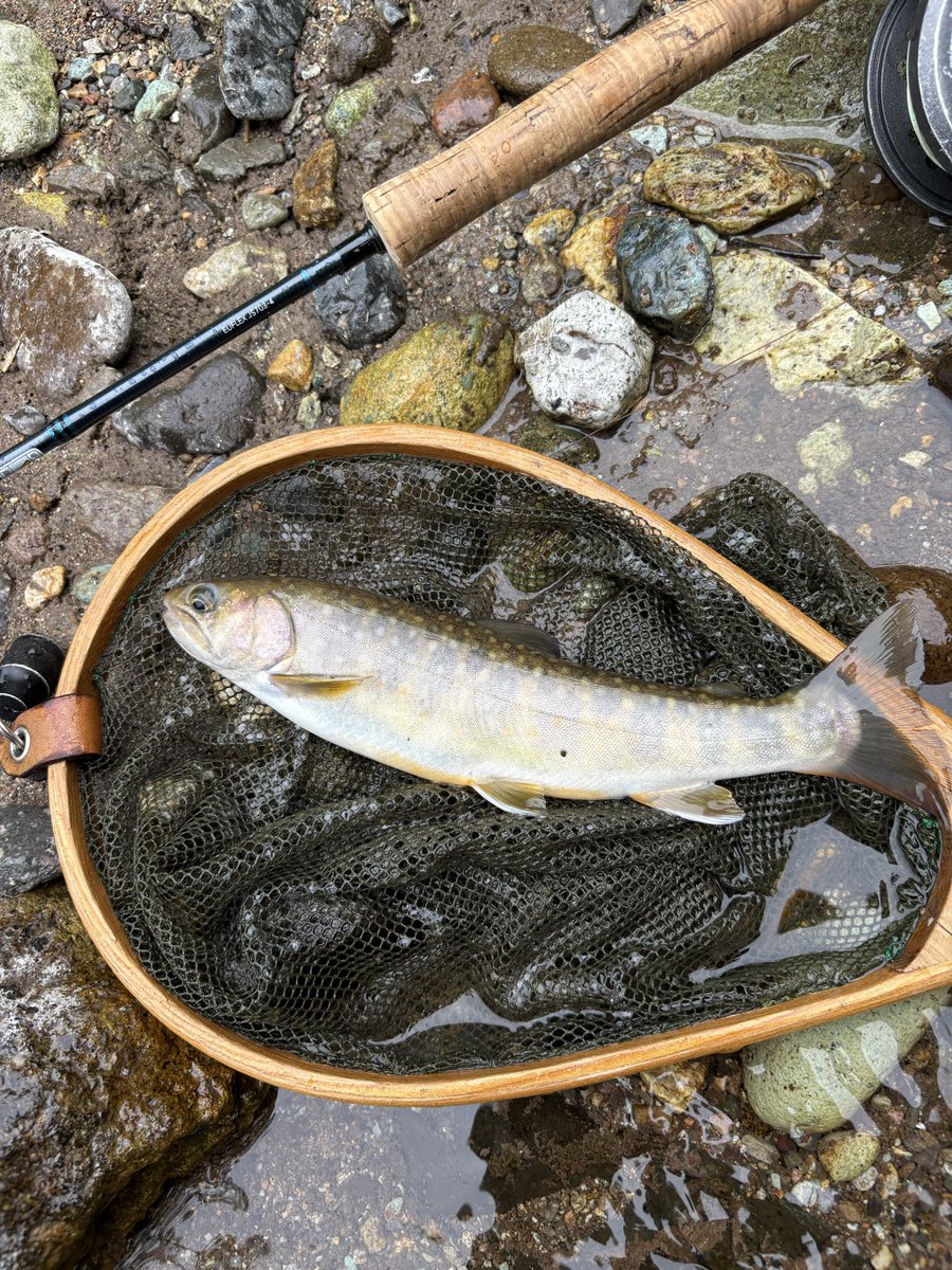 FlymanTake's tweet photo. OYB川上流。小雨の中14番のパラシュートが瀬尻で消えた💪 https://t.co/yFG88QxoQv