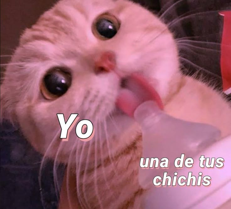 white_linaa's tweet photo. Si son ustedes con mis tetas o nhe? https://t.co/kZKEGJRTJV