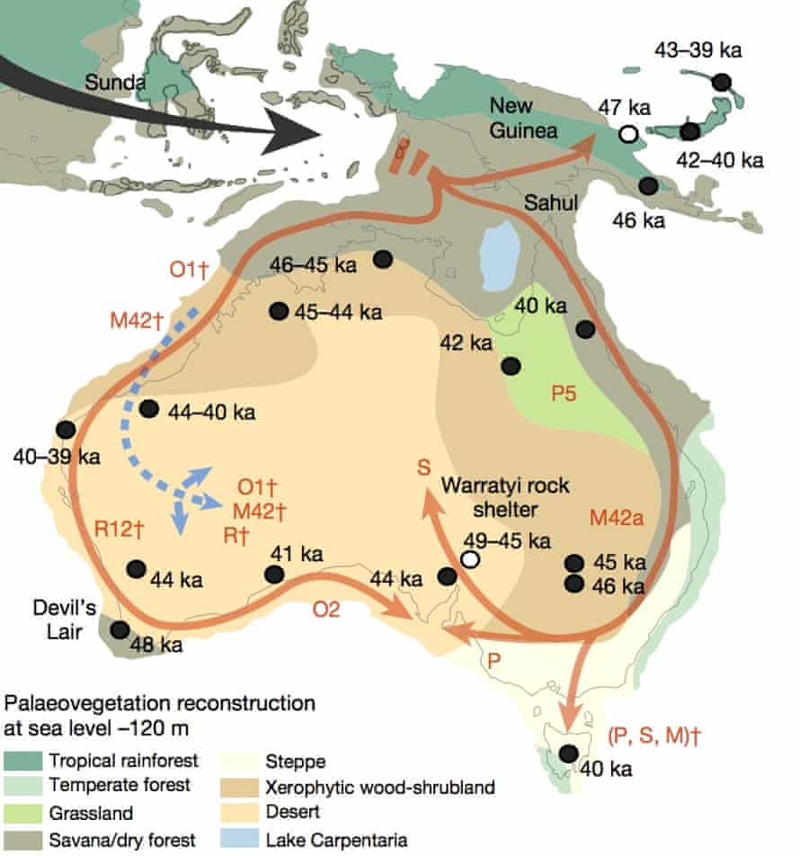 archeohistories's tweet photo. A study of ancient Aboriginal hair samples has revealed distinct Aboriginal populations were present in Australia with little geographical movement for up to 50,000 years.

The discovery of such a long, continuous presence in the those regions emphasised why land was so sacred to Aboriginal people, researchers said.

The results emerged after researchers led by the University of Adelaide’s Australian centre for ancient DNA analysed the mitochondrial DNA from 111 hair samples collected during anthropological expeditions in the early to mid-1900s. The samples are stored at the South Australian Museum.

Mitochondrial DNA is the powerhouse that drives the conversion of food into energy, and is useful to researchers because it carries genetic material passed exclusively between a mother and her children, allowing maternal ancestry to be traced.

Despite the age of the hair samples and the fact that they were collected under harsh environmental conditions, the researchers were surprised to find high concentrations of good quality mitochondrial DNA.

Their analysis found Aboriginal Australians are the descendants of a single founding population that arrived in Australia 50,000 years ago, while Australia was still connected to New Guinea. Populations then spread rapidly – within 1,500 to 2,000 years – around the east and west coasts of Australia, meeting somewhere in South Australia.

One of the researchers, the geneticist Dr Ray Tobler, said the samples meant Aboriginal ancestry could now be genetically traced back in time to a point that pre-dated European colonisation, when Aboriginal people were still living in their traditional areas, supporting what the archeological evidence already shows.

Having the genetic information was crucial because after colonisation Aboriginal people were forced off country or forcibly removed from their families and scattered all over Australia, Tobler said. “If you want to do historical research on the connection between people and land you can’t do it using modern Aboriginal people because of that disconnection,” he said.

“I have Aboriginal ancestry through my granddad but he never spoke about it because he was removed from his family. A lot of people in my situation interested in recording their history can do so through this project.”

The hair samples identified four main distinct types of maternal DNA, which they labeled “P”, “O”, “S” and “M”. Those in the O group were overwhelmingly found on the west and south coast of Australia, the researchers found. Those with the other three types mainly stuck to the east coast.

The researchers know this because the sample collectors kept detailed information about birthplaces, family history and family trees, and this – combined with film, audio and written records – allowed the researchers to create a map of movement and reconstruct history.

The project leader, Prof Alan Cooper, said it was “amazing” that the team had found Aboriginal communities have remained in discrete geographical regions. “This is unlike people anywhere else in the world and provides compelling support for the remarkable Aboriginal cultural connection to country,” he said.

“During that period of time, with massive climate changes and massive environmental shifts, you might therefore have expected people to respond by moving all over the place.

“Clearly the environment did change significantly but nevertheless they were able to survive in one area with a fixed set of resources for up to 50,000 years. Nowhere else in world have humans been able to demonstrate an ability to do that. We don’t have a great record of living in balance with anything.”

It illustrated the enormous amount of respect, knowledge and affinity Aboriginal people must have had with the land, and to specific areas of land, to survive, Cooper said.

© The Guardian

#archaeohistories