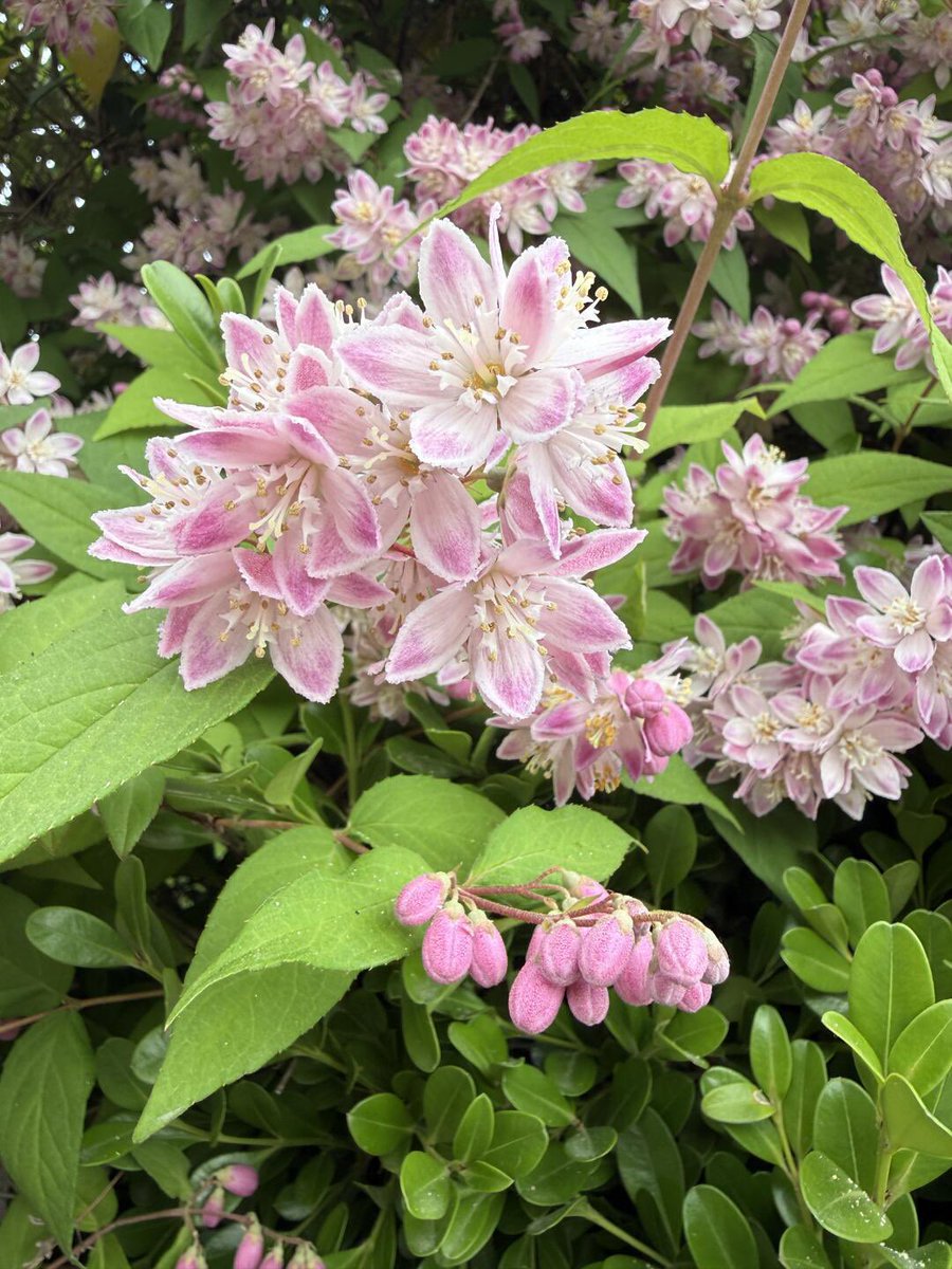 Anthear7's tweet photo. Flowers are perfect ~^o^~
#plants 
#FlowersOnX https://t.co/qeZqerugkM