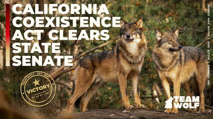 DJOGC's tweet photo. California just took an important step toward nonlethal coexistence. SB 1135, the California Wildlife Coexistence Act, passed the Senate and now moves to the State Assembly. 

 CA has a chance to lead with a science—based, nonlethal approach over fear-driven killing. https://t.co/aP1IvjQ6gY