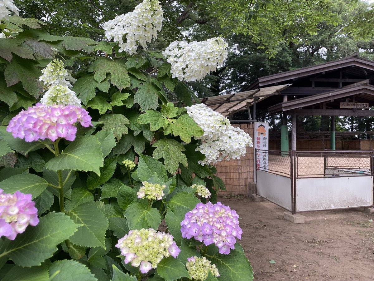 daihouhachiman's tweet photo. 6月6日(土)・7日(日)
8:30〜11:30ごろまで『高砂部屋相撲合宿稽古』が行われます。
それに先立ち、昨日と今日で土俵の整備が行われました。
境内のアジサイも少しずつ色付いています。
ぜひ足をお運びください✨ https://t.co/hSEYjm6MW6