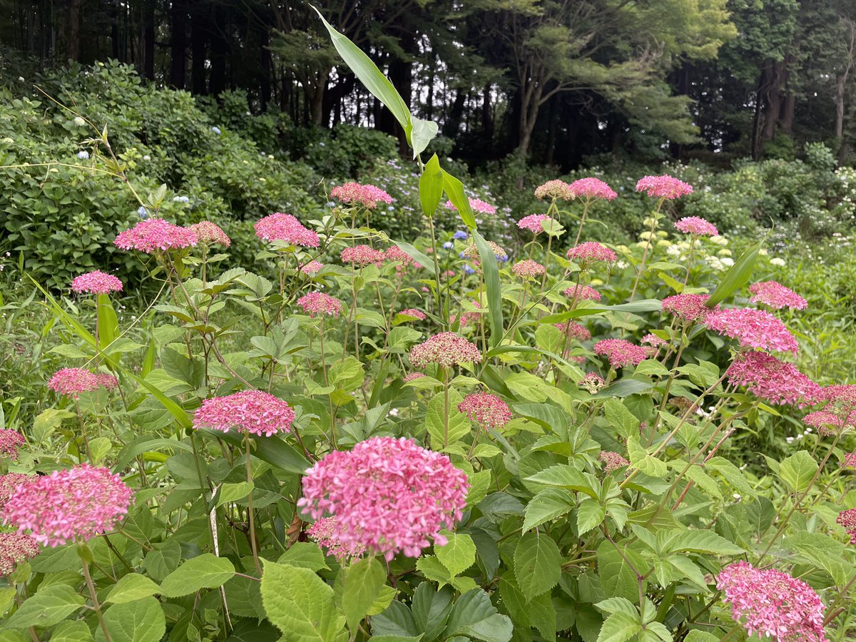 daihouhachiman's tweet photo. 6月6日(土)・7日(日)
8:30〜11:30ごろまで『高砂部屋相撲合宿稽古』が行われます。
それに先立ち、昨日と今日で土俵の整備が行われました。
境内のアジサイも少しずつ色付いています。
ぜひ足をお運びください✨ https://t.co/hSEYjm6MW6