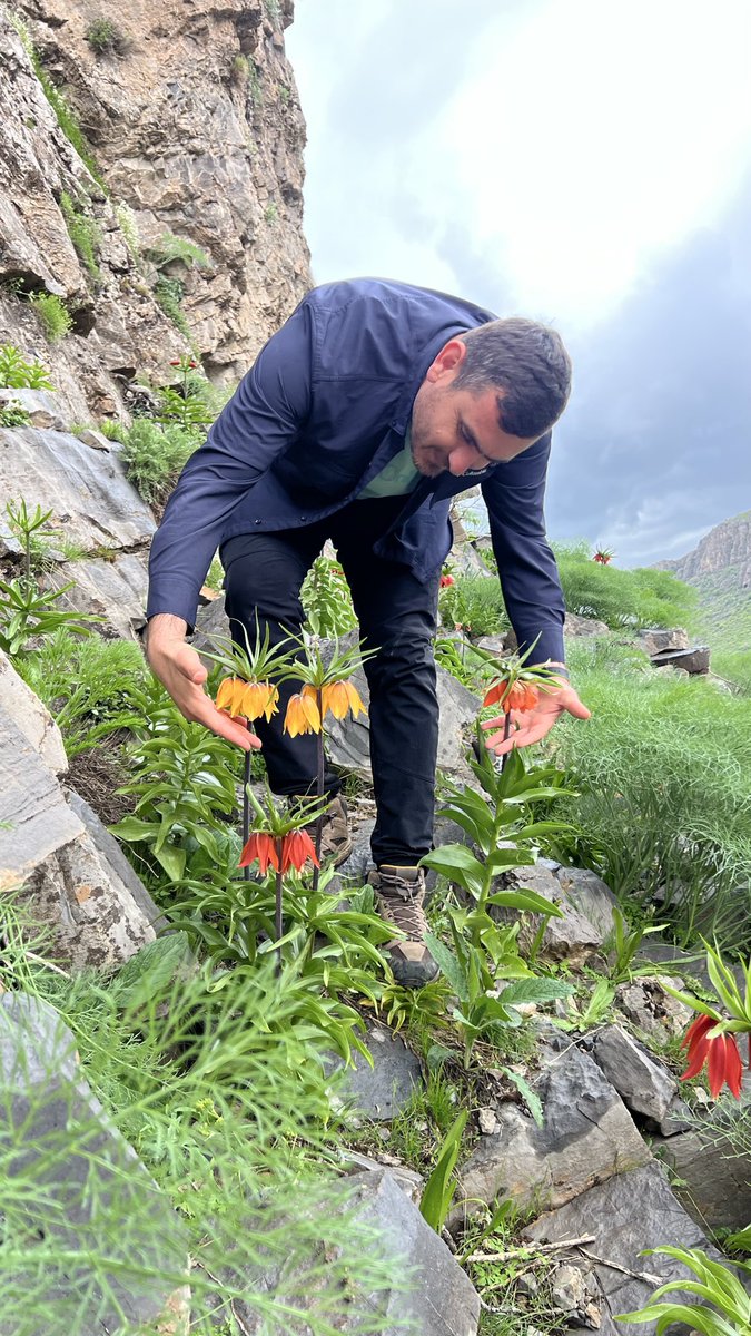halilovic90's tweet photo. Ters Lale / Guldexwin

#terslale #tanindağları #uludere #şırnak #doğa #trekking https://t.co/BeUxa4TkBF