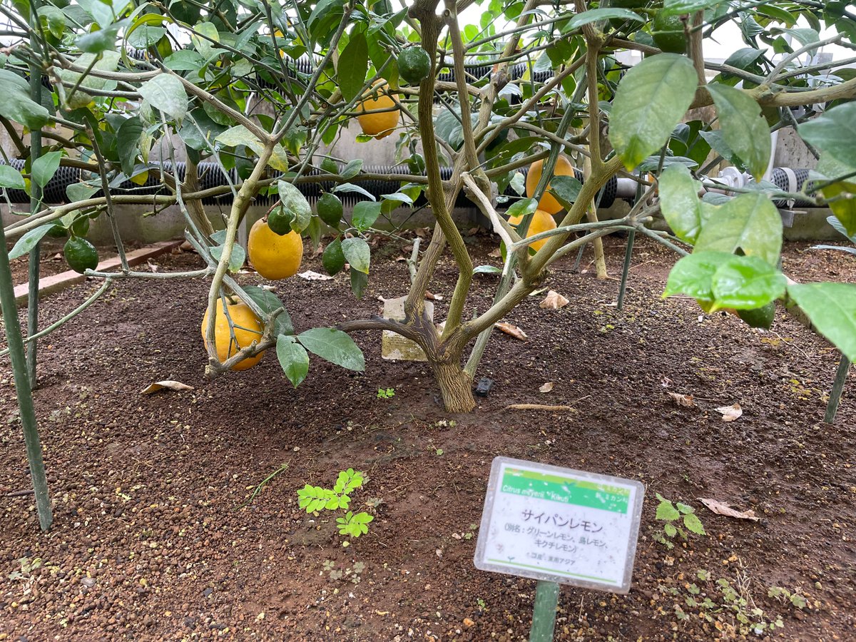 mito_botanical's tweet photo. #水戸市植物公園 熱帯果樹温室にて、かわいらしい果物達が育っていました🍍
お写真にておすそ分けです🍋
（1枚目はパイナップルです🍍葉っぱの間に小さなパイナップルが…😊） https://t.co/QEOXs48gr3