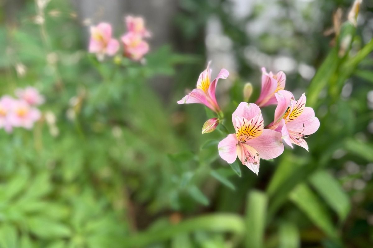 holidaynote's tweet photo. 考えごとがちっともまとまらず、外が涼しそうだったので一時間ほどランニグしてきた。初夏らしい花が咲いていて寄り道。タチアオイは、去年名前を知った花。 https://t.co/gVD5N0Xipo