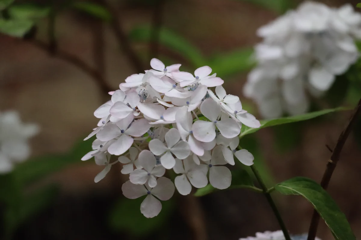 神代植物公園 【公式】 on X: 