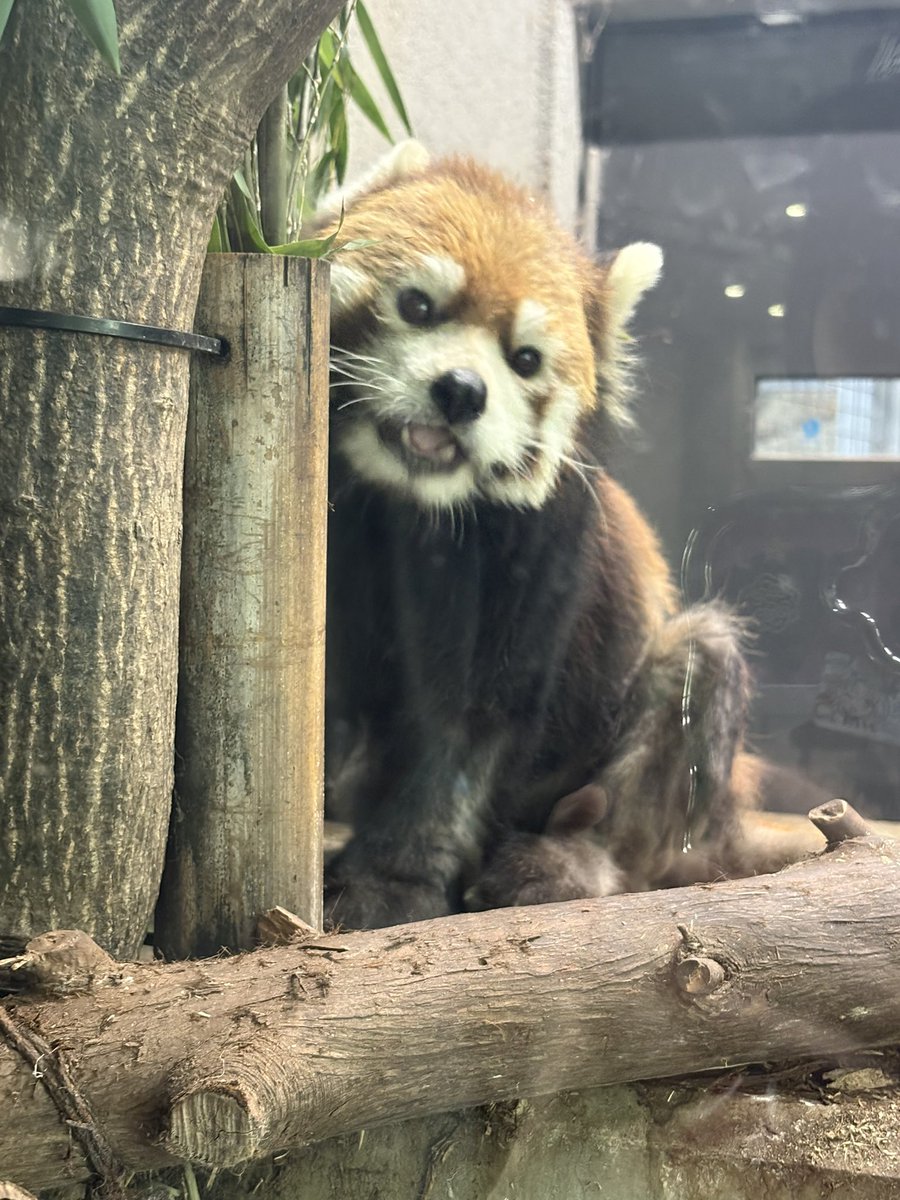 narinari2941's tweet photo. 円山動物園でした https://t.co/oPglbrrqRh