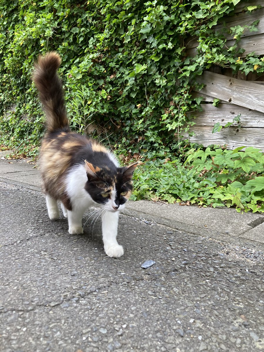 こちらもどうぞ😸 #田代島クロネコ堂 #CatsOfX #cat #catslovers #cats