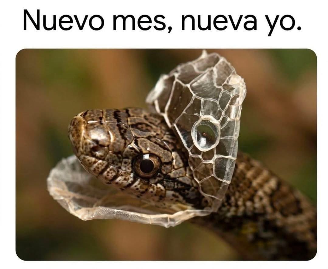 El Meme tweet media