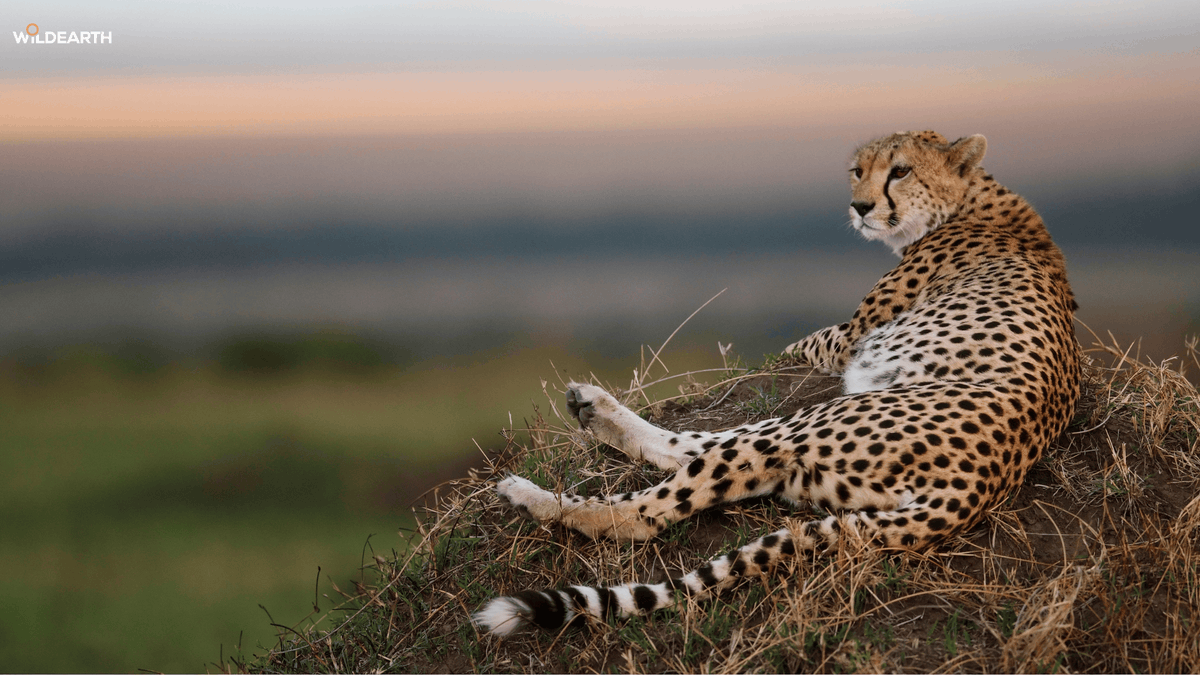 WildEarth's tweet photo. Join us for an adventure in the bush! Tadiwa and Chulu will be with you from the MC, and WE look forward to your questions and comments.
#WildEarth https://t.co/AtYNxtVomB