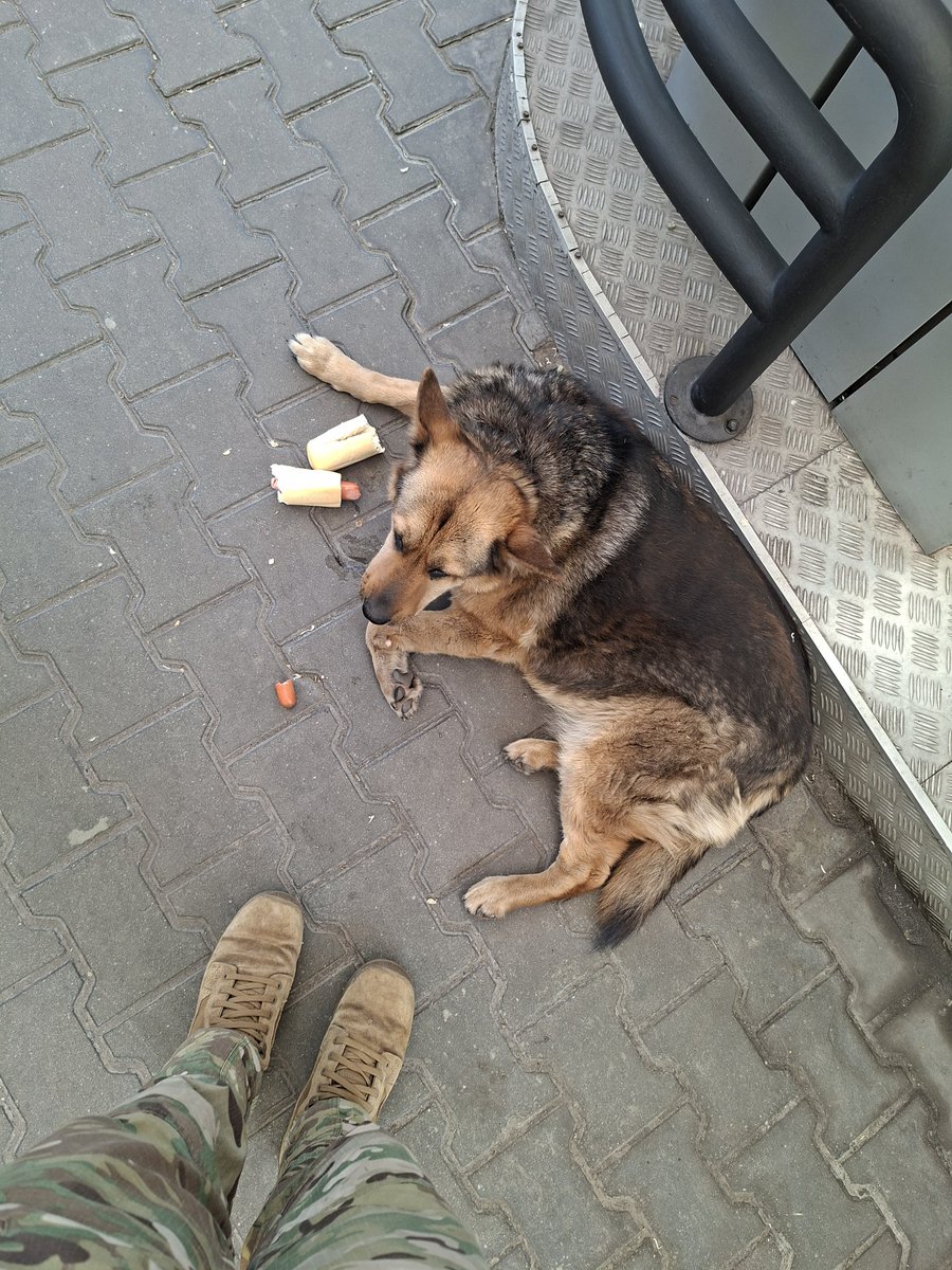 rima_medUA's tweet photo. Hello my friends ♥️

I know I have been quiet here but I have been extremely busy. Of course I always make time to give a snack to our war puppies and gas station guardians. The dog days of summer are in full swing. 

What are we doing today for Ukraine my friends?

MATCH donations up to $8,000 USD so we can FINALLY finish our fundraiser for our evac vehicle for our surgical resuscitation team!! 

Please donate here (tax free) and put MATCH RIMA in the description!

Maximum share my friends!!

https://t.co/JSZ8KfM2oa