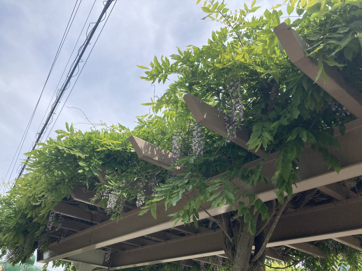 fx_ayame's tweet photo. 藤の花が満開で、良い香りがする( *¯ ꒳¯*)ｸﾝｸﾝ♡♡ https://t.co/SgNCXzUHOB