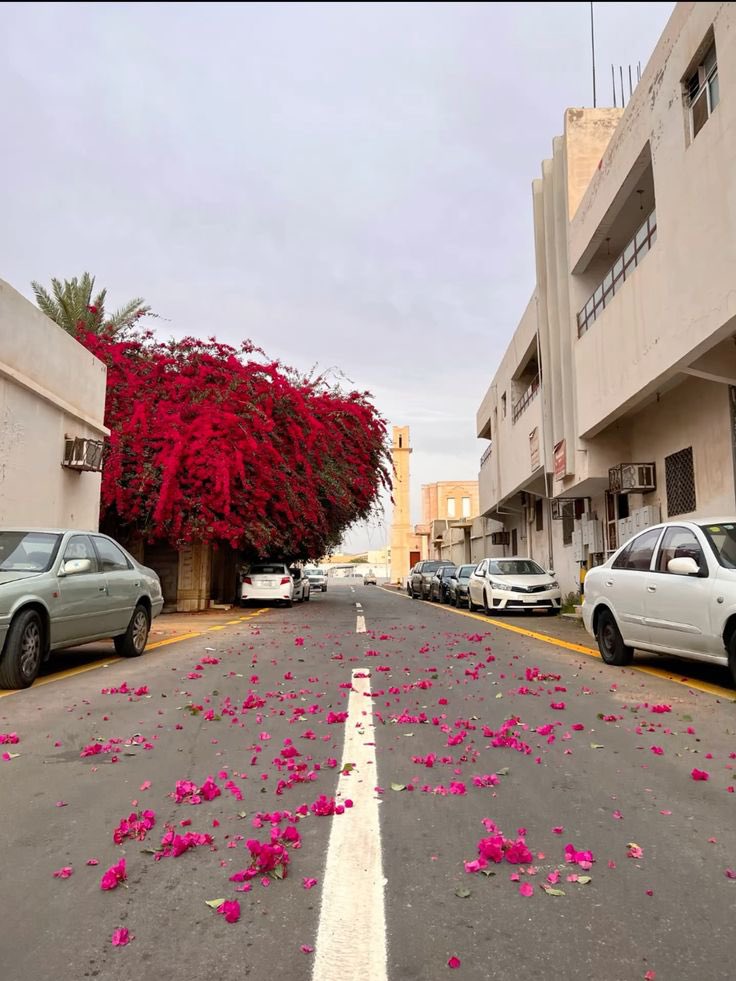 abs_rt's tweet photo. في رتابة بالالوان معنا بالسعودية
البيوت و الصحراء حولك والغبار بالسماء كلها بيج

نحتاج اكثر ورد لكسر الرتابة https://t.co/P1xblaNJyU
