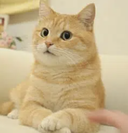 redemprarc's tweet photo. kabosumama has been posting cats all morning perfect time to run CATECOIN https://t.co/pfu5k4FUyr
