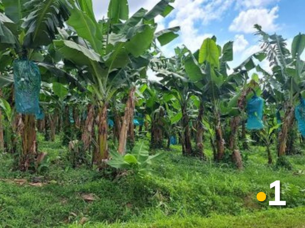 guadeloupela1e's tweet photo. 🚨Scandale du chlordécone : adoption en vue d'une loi sur la responsabilité de l'Etat.
➕d'infos 👉🏾https://t.co/zcAeKzs7Wx https://t.co/3lQBKv8Va6