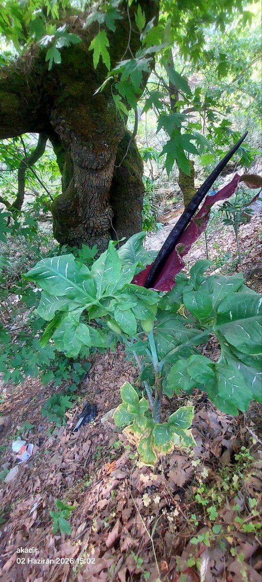 Akadirserim's tweet photo. Yılan bıçağı (yılan yastığı). Zehirli bir bitkidir. Dikkat.🚫❌🆘
Doğa seni çağırıyor 🐜🐝🎊🌻
#doga #orman #yilan #bitki #zehirli #denge https://t.co/bwMN2Li2Kh