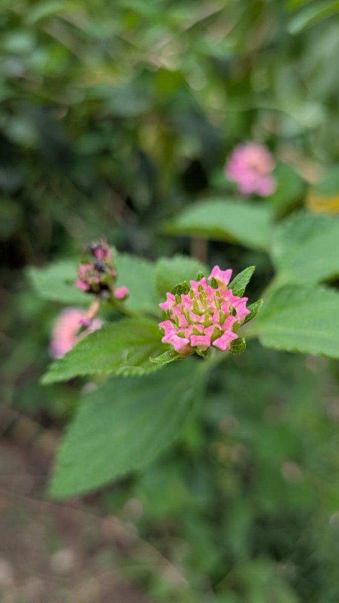 DDpinky3's tweet photo. Hello june
#june #photooftheday #trending #twitter #nature #livelove #guessflower #follow #photography #naturevibes #june2 #savenature #plantforsale #flowersale https://t.co/k869MzLZ04