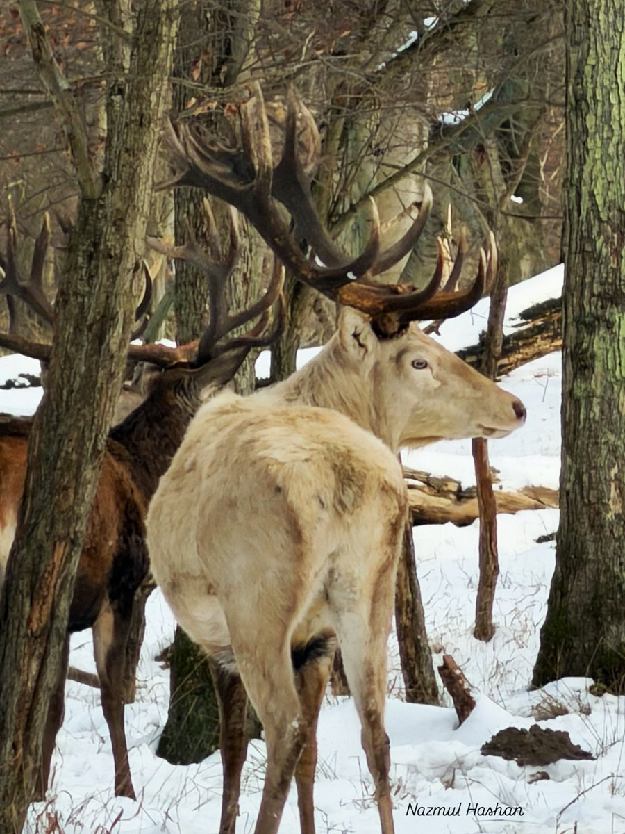 HashanNazmul's tweet photo. When royalty meets the GRACE &amp; ELEGANCE, captured this stunning beauty end of February, Saint Louis standing still 🦌
#stags #encounter #wintermoments https://t.co/oVNaOK6571