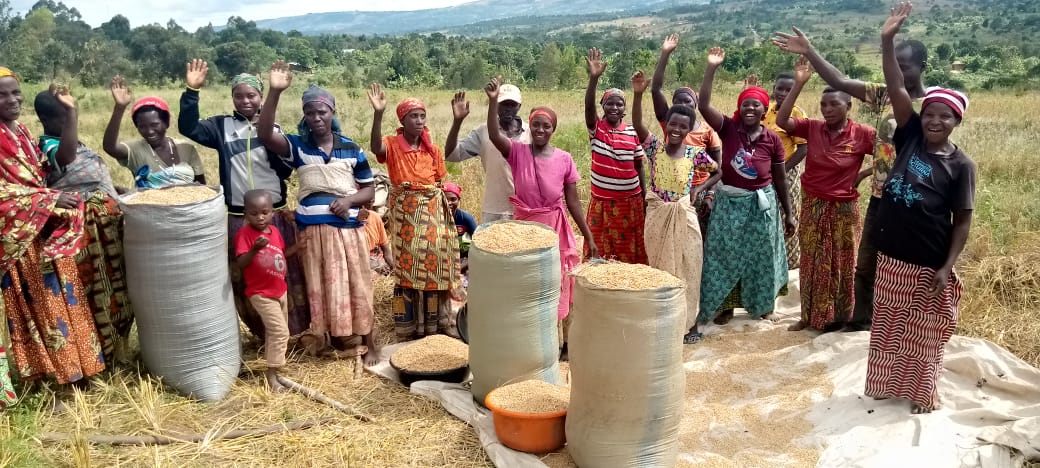 Merankabandi2's tweet photo. Sur la Colline #Karôngwe, Zone #Gasave, Commune #Muyinga en @BuhumuzaProvinc, la Coopérative  "MUKENYEZI JIJUKA",  réunissant les bénéficaires du @Merankabandi2 , moissonne son champ de riz.
@MONANI 
@djekrony 
@jmanisabwe 
@NyabendaMichel https://t.co/50QUs24pTi