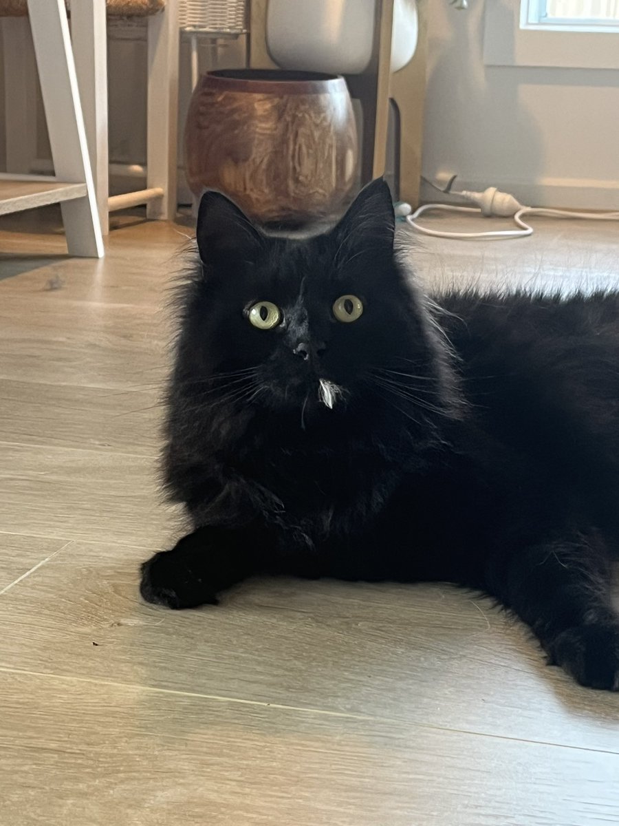 enoughhopee's tweet photo. @EmilySm43 This Klaus https://t.co/uIZ0mwz4ry